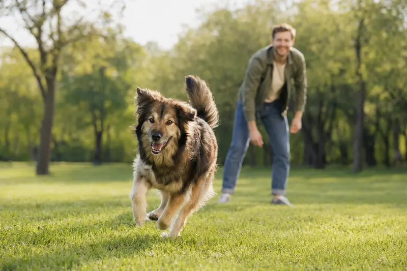 Ein vitaler Owtscharka läuft fröhlich über eine grüne Wiese im Park, während sein Besitzer im Hintergrund mit ihm spielt.