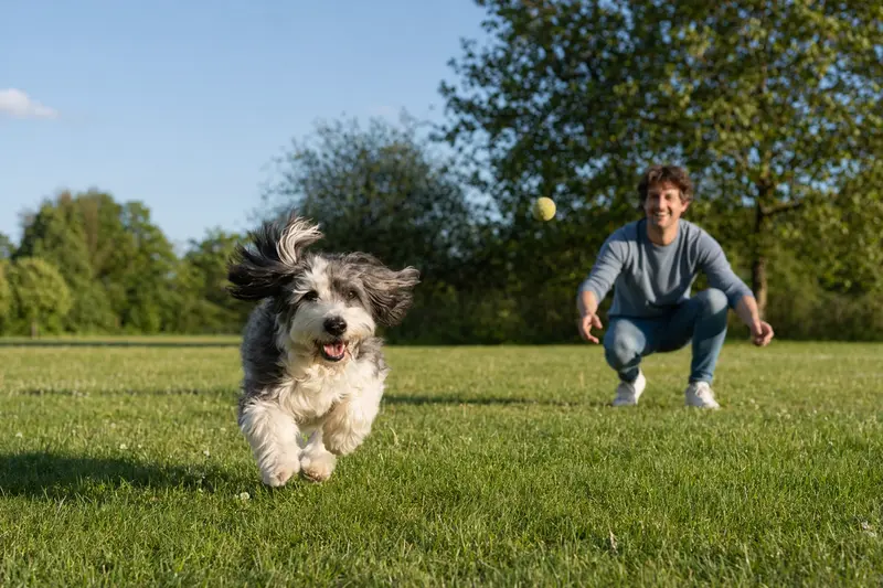 Ein vitaler Pachon De Victoria Hund läuft fröhlich über eine grüne Wiese im Park, während sein Besitzer im Hintergrund mit ihm spielt.