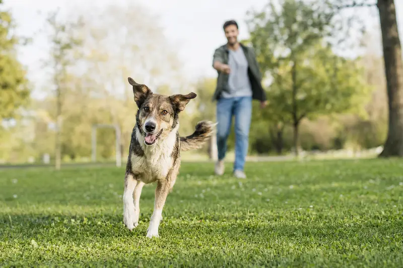 Ein vitaler Pai Hund läuft fröhlich über eine grüne Wiese im Park, während sein Besitzer im Hintergrund mit ihm spielt.