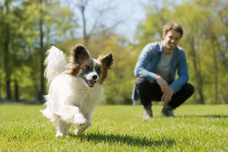 Ein aktiver Papillon Hund läuft fröhlich über eine grüne Wiese, während sein Besitzer im Hintergrund spielt.
