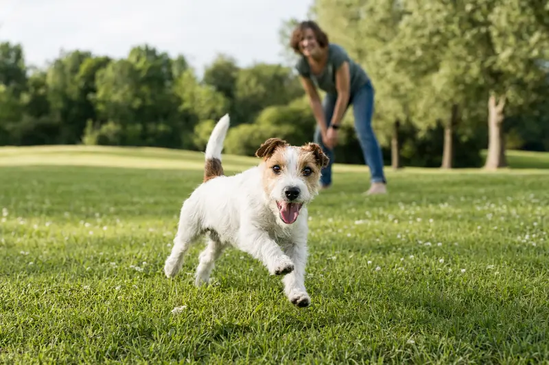 Ein Parson Jack Russell Terrier Hund läuft fröhlich über eine grüne Wiese, während sein Besitzer im Hintergrund mit ihm spielt.