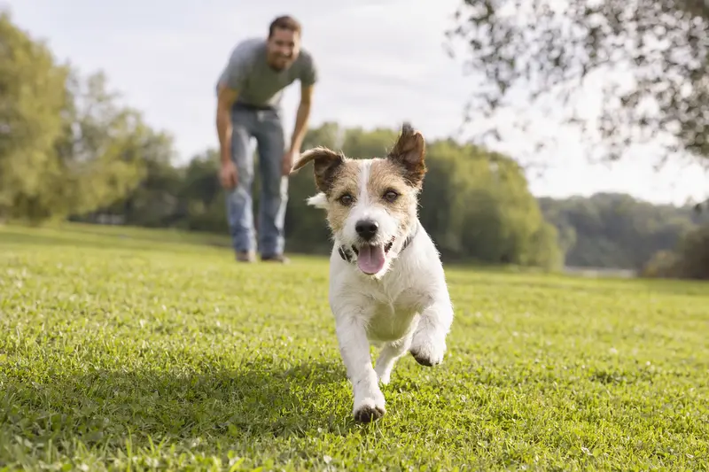 Ein fröhlicher Parson Russell Terrier springt lebhaft über eine grüne Wiese, während sein Besitzer im Hintergrund spielt.