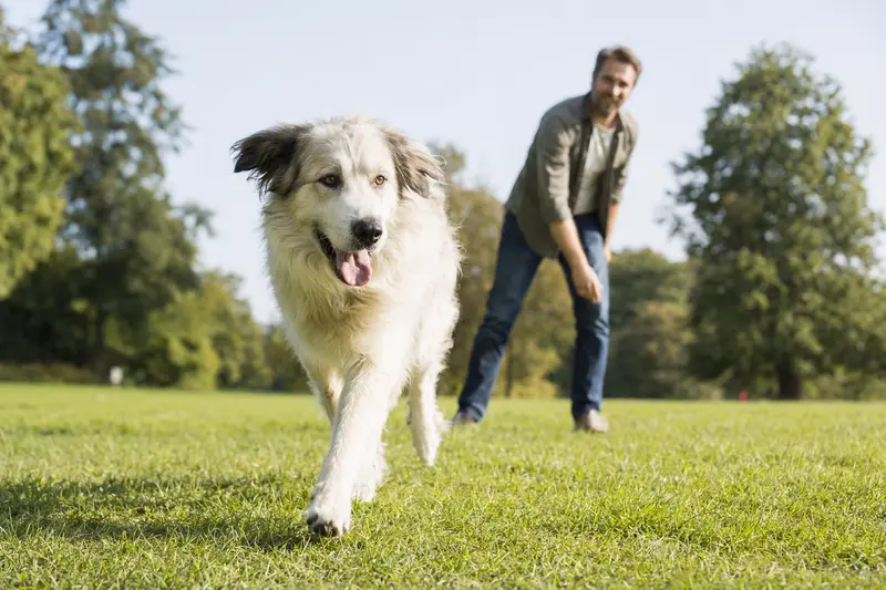 Ein Patou Hund läuft fröhlich über eine grüne Wiese, während sein Besitzer im Hintergrund spielt.
