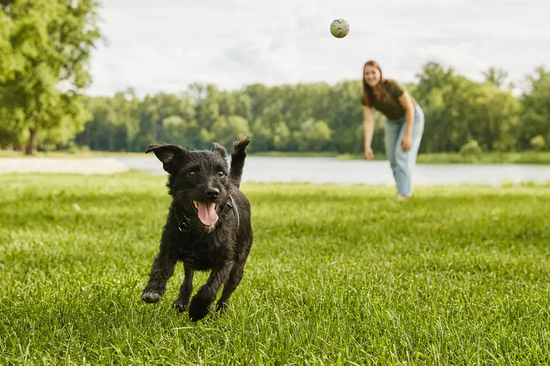 Ein vitaler Patterdale Terrier läuft fröhlich über eine grüne Wiese im Park, während sein Besitzer im Hintergrund mit ihm spielt.