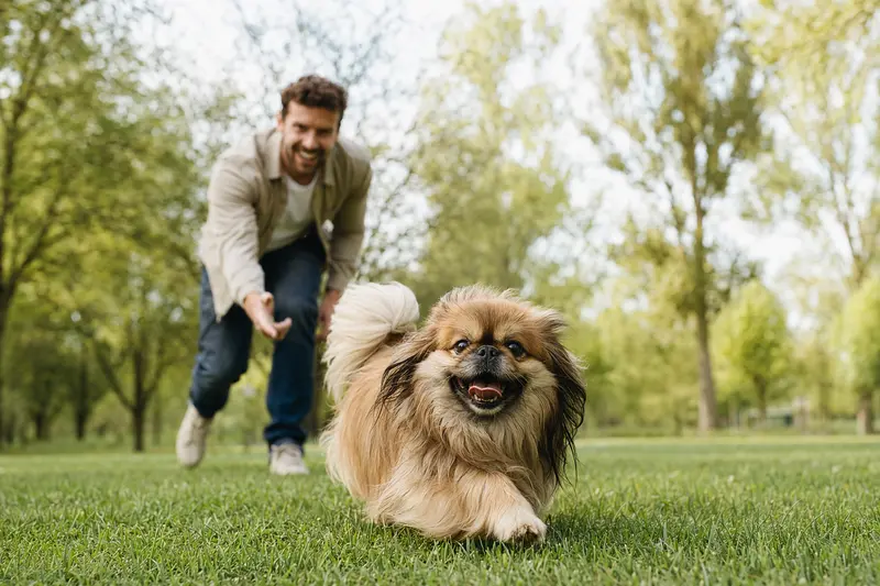 Ein vitaler Pekinese läuft fröhlich über die grüne Wiese im Park, während sein Besitzer im Hintergrund mit ihm spielt.