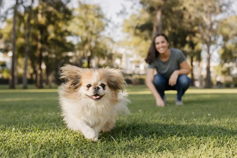 Ein vitaler Pekingese läuft fröhlich über eine grüne Wiese im Park, während sein Besitzer im Hintergrund mit ihm spielt.
