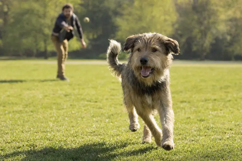 Ein vitaler Perro de los Paramos läuft fröhlich über eine grüne Wiese im Park, während sein Besitzer im Hintergrund mit ihm spielt.