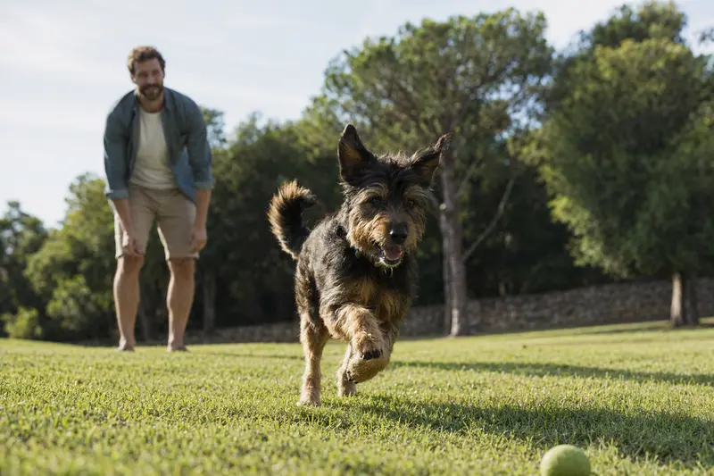 Ein vitaler Perro de Pastor Mallorquin läuft fröhlich über eine grüne Wiese im Park, während sein Besitzer im Hintergrund mit ihm spielt.