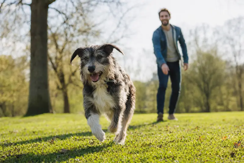 Ein Perro-Gaucho-Hund läuft fröhlich über eine grüne Wiese im Park, während sein Besitzer im Hintergrund mit ihm spielt.
