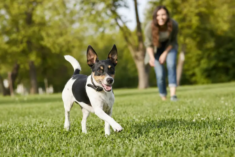 Ein vitaler Perro Ratonero Bodeguero läuft fröhlich über eine grüne Wiese im Park, während sein Besitzer im Hintergrund mit ihm spielt.