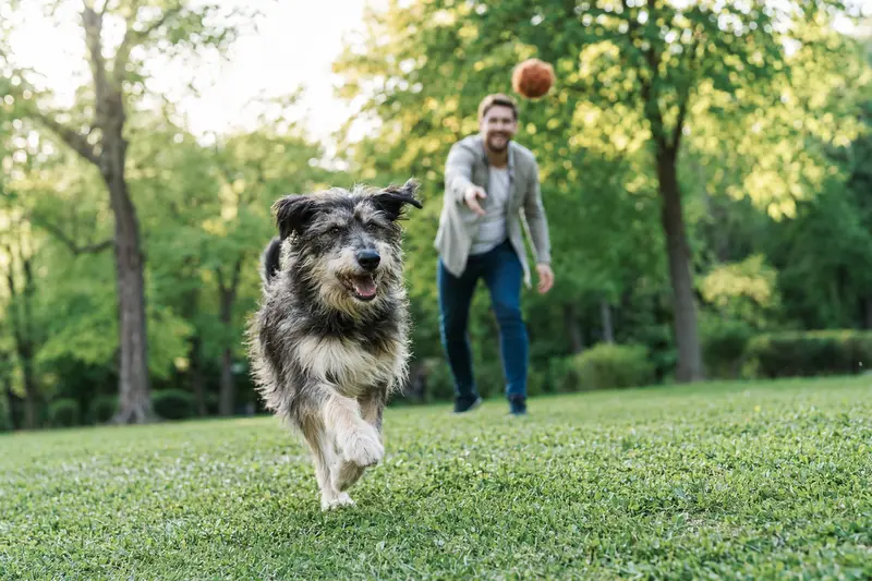 Ein vitaler Perro Turco läuft fröhlich über eine grüne Wiese im Park, während sein Besitzer im Hintergrund mit ihm spielt.