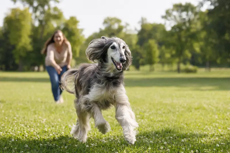 Ein vitaler Persischer Windhund läuft fröhlich über eine grüne Wiese im Park, während sein Besitzer im Hintergrund mit ihm spielt.