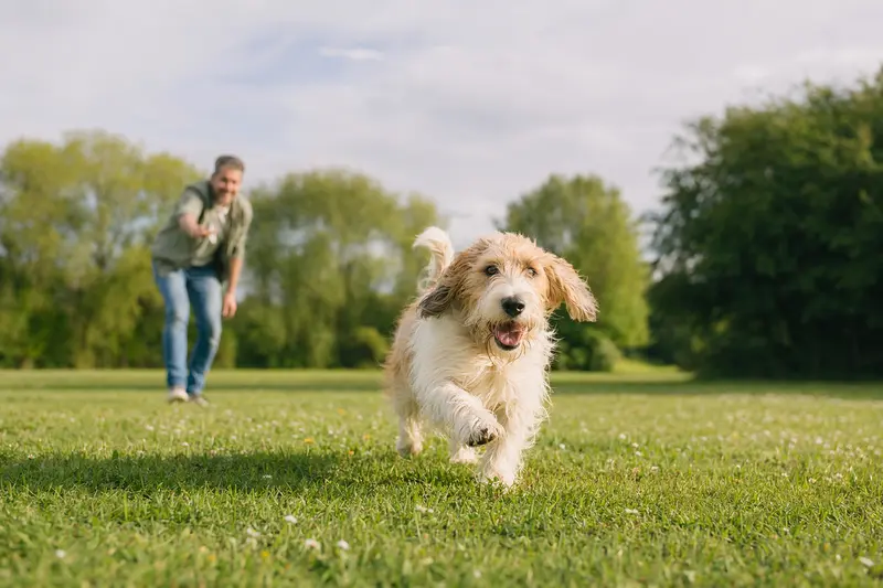 Ein fröhlicher Petit Basset Griffon Vendéen Hund läuft über eine grüne Wiese, während sein Besitzer im Hintergrund mit ihm spielt.