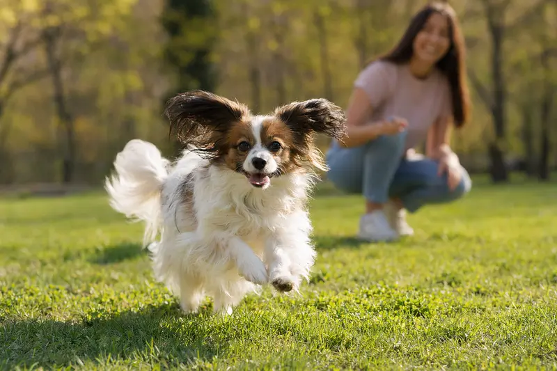 Ein vitaler Phalene Hund läuft fröhlich über eine grüne Wiese im Park, während sein Besitzer im Hintergrund mit ihm spielt.
