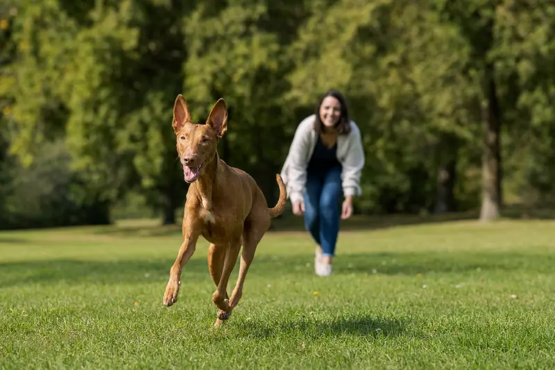 Ein fröhlicher Pharaonenhund rennt über eine grüne Wiese, während sein Besitzer im Hintergrund spielt, was eine positive, aktive Lebensweise symbolisiert.