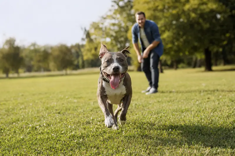 Ein vitaler Pitbull läuft fröhlich über eine grüne Wiese im Park, während sein Besitzer im Hintergrund mit ihm spielt.