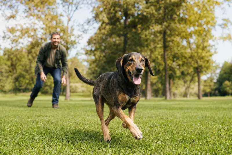 Ein vitaler Plott Coonhound läuft fröhlich über eine grüne Wiese im Park, während sein Besitzer im Hintergrund mit ihm spielt.