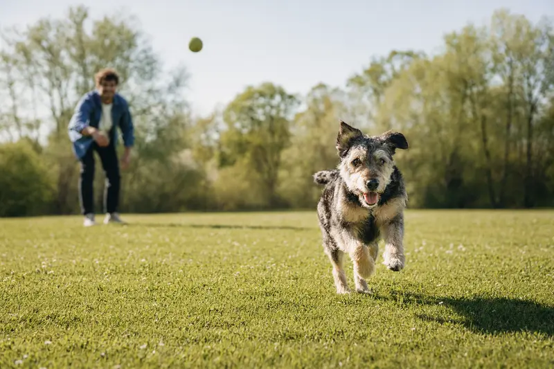 Ein vitaler Plummer Terrier läuft fröhlich über eine grüne Wiese im Park, während sein Besitzer im Hintergrund mit ihm spielt.