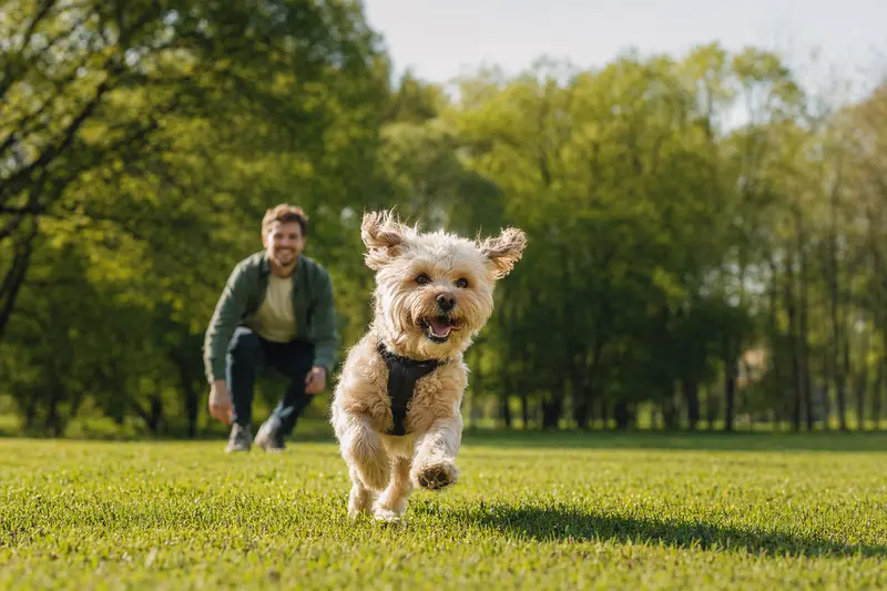 Ein vitaler Pocadan Hund läuft fröhlich über eine grüne Wiese im Park, während sein Besitzer im Hintergrund mit ihm spielt.