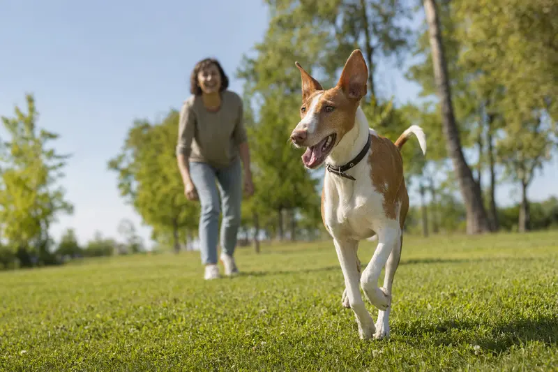 Ein aktiver Podenco Andaluz Maneto läuft fröhlich über eine grüne Wiese im Park, während sein Besitzer im Hintergrund mit ihm spielt.