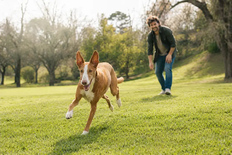 Ein fröhlicher Podenco Grande läuft über eine grüne Wiese im Park, während sein Besitzer im Hintergrund mit ihm spielt.