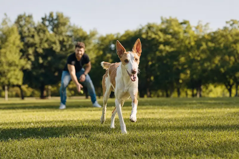 Ein Podenco Ibicenco läuft fröhlich über eine grüne Wiese im Park, während sein Besitzer im Hintergrund mit ihm spielt.