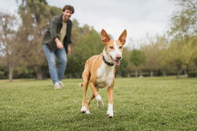 Ein aktiver Podenco Malagueño läuft fröhlich über eine grüne Wiese im Park, während sein Besitzer im Hintergrund mit ihm spielt.
