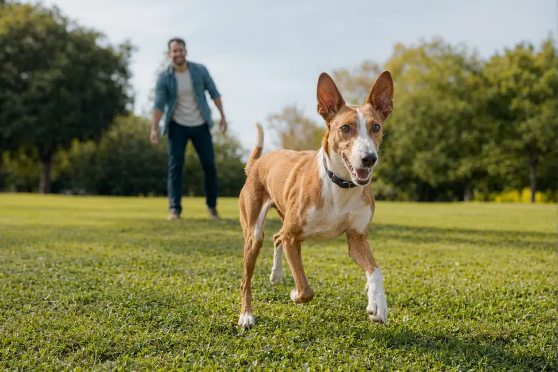 Ein vitaler Podenco Malgueno läuft fröhlich über eine grüne Wiese im Park, während sein Besitzer im Hintergrund mit ihm spielt.