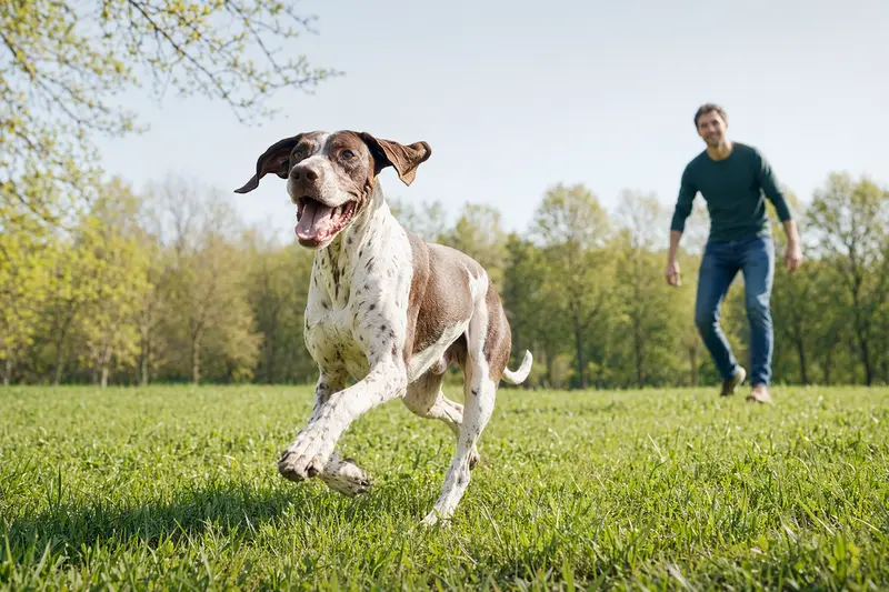 Ein fröhlicher Pointer Hund läuft über eine grüne Wiese, während sein Besitzer ihn spielt.