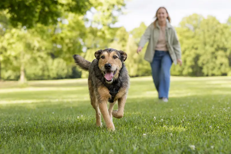 Ein vitaler Poitevin Hund läuft fröhlich über eine grüne Wiese im Park, während sein Besitzer im Hintergrund mit ihm spielt.