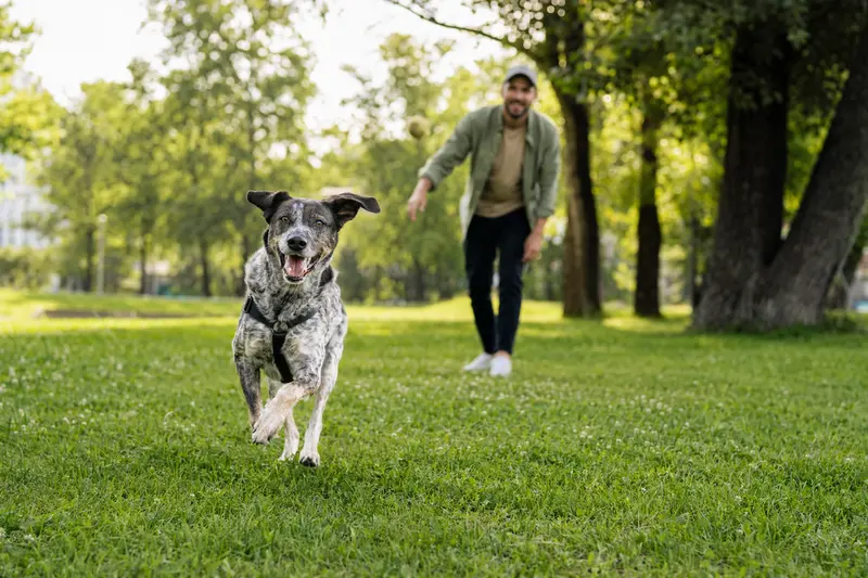 Ein aktiver Poligar Hound läuft fröhlich über eine grüne Wiese im Park, während sein Besitzer im Hintergrund mit ihm spielt.