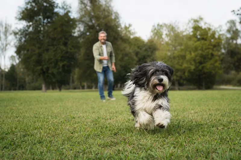 Ein vitaler Polnischer Niederungshund läuft fröhlich über eine grüne Wiese im Park.