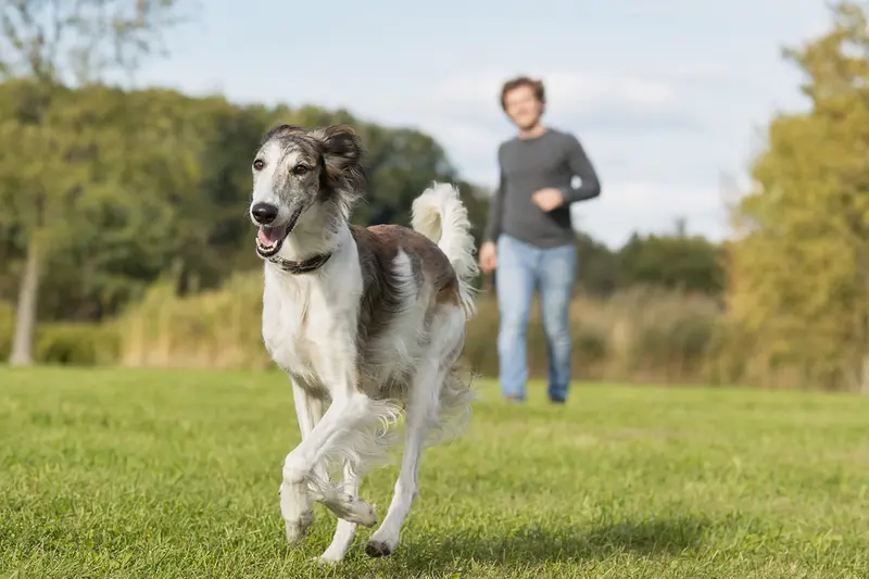 Vitaer Polnischer Windhund läuft fröhlich über eine grüne Wiese im Park und zeigt gesundes, aktives Verhalten.
