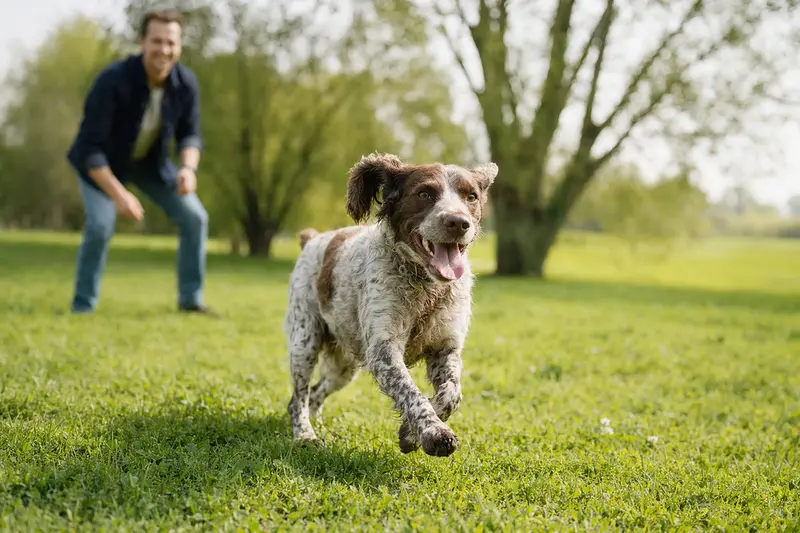 Ein vitaler Pont-Audemer-Spaniel läuft fröhlich über eine grüne Wiese im Park, während sein Besitzer im Hintergrund mit ihm spielt.