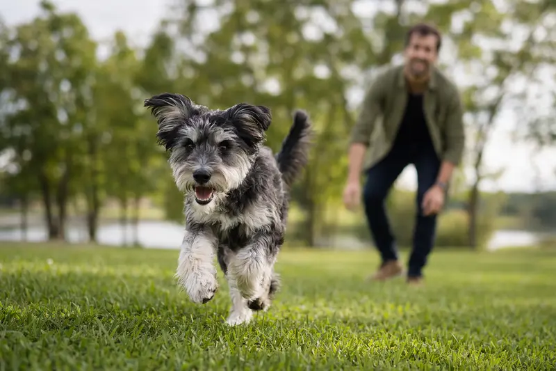 Ein vitaler Portugiesischer Hirtenhund läuft fröhlich über eine grüne Wiese im Park.