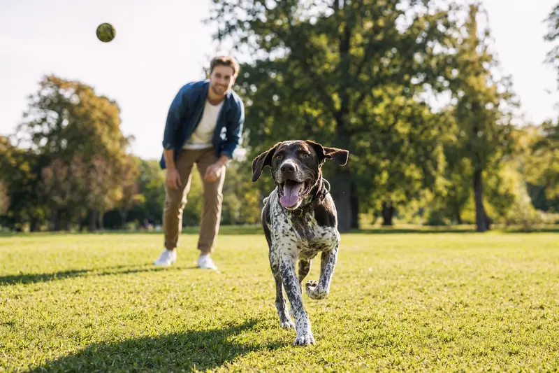 Ein fröhlich laufender Portugiesischer Pointer bewegt sich über eine grüne Wiese im Park, während sein Besitzer im Hintergrund mit ihm spielt.