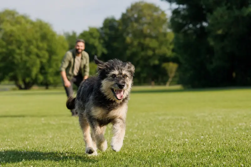 Ein vitaler Portugiesischer Schäferhund läuft fröhlich über eine grüne Wiese im Park, während sein Besitzer im Hintergrund mit ihm spielt.