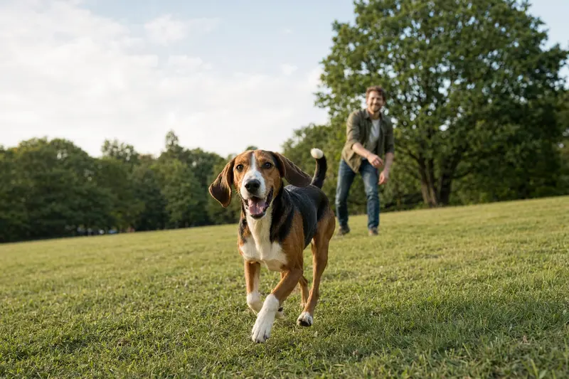 Ein vitaler Posavatz-Bracke Hund läuft fröhlich über eine grüne Wiese im Park, während sein Besitzer im Hintergrund mit ihm spielt.