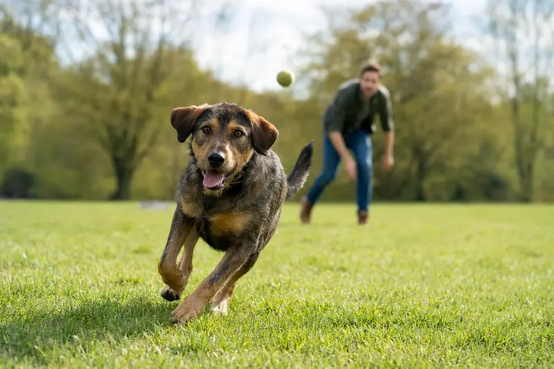 Ein vitaler Posavatz Laufhund läuft fröhlich über eine grüne Wiese im Park, während sein Besitzer im Hintergrund mit ihm spielt.