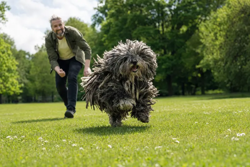 Ein vitaler Puli Hund läuft fröhlich über eine grüne Wiese im Park, während sein Besitzer im Hintergrund mit ihm spielt.