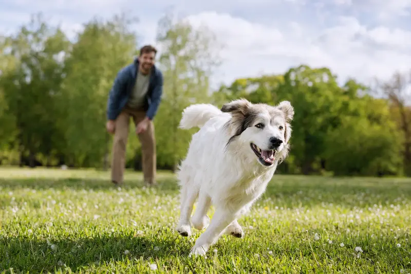 Ein vitaler Pyrenäenhund läuft fröhlich über eine grüne Wiese im Park, während sein Besitzer im Hintergrund mit ihm spielt.