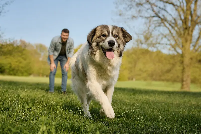 Pyrenäen-Mastiff läuft fröhlich über eine grüne Wiese im Park und zeigt aktive Hundegesundheit im Alltag.