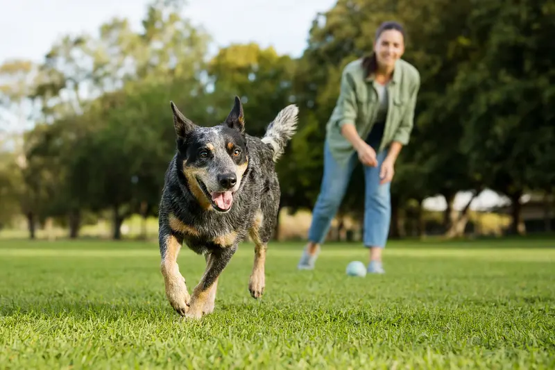 Ein vitaler Queensland Heeler läuft fröhlich über eine grüne Wiese im Park, während sein Besitzer im Hintergrund mit ihm spielt.