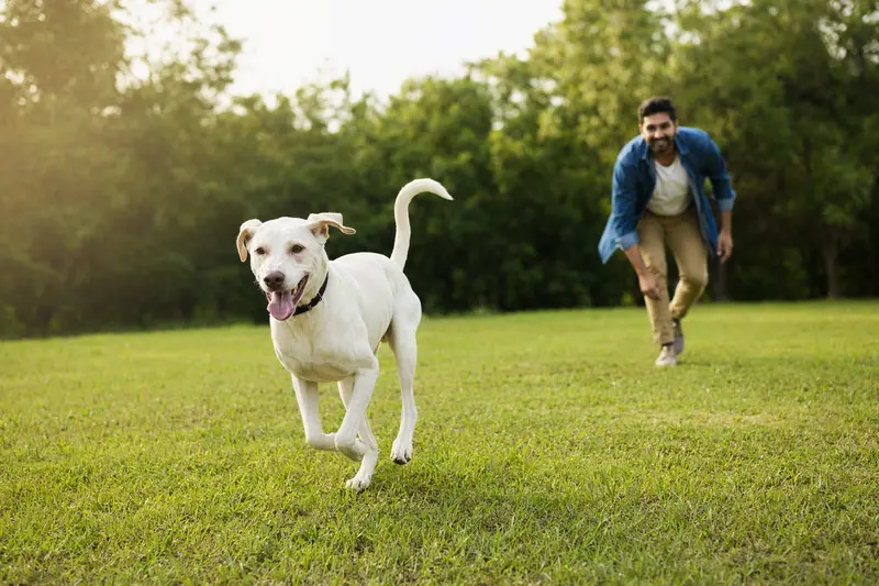 Ein vitaler Rajapalayam Hund läuft fröhlich über eine grüne Wiese im Park, während sein Besitzer im Hintergrund mit ihm spielt.