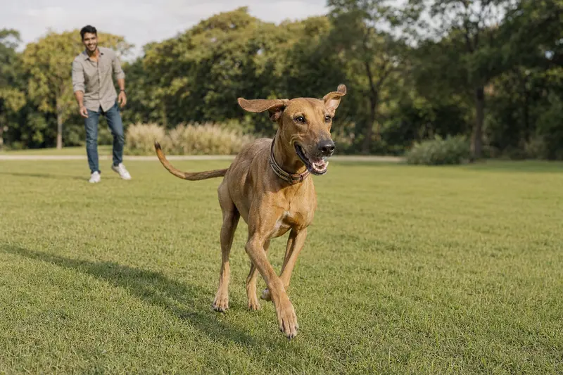 Ein vitaler Rampur Hound läuft fröhlich über eine grüne Wiese im Park, während sein Besitzer im Hintergrund mit ihm spielt.