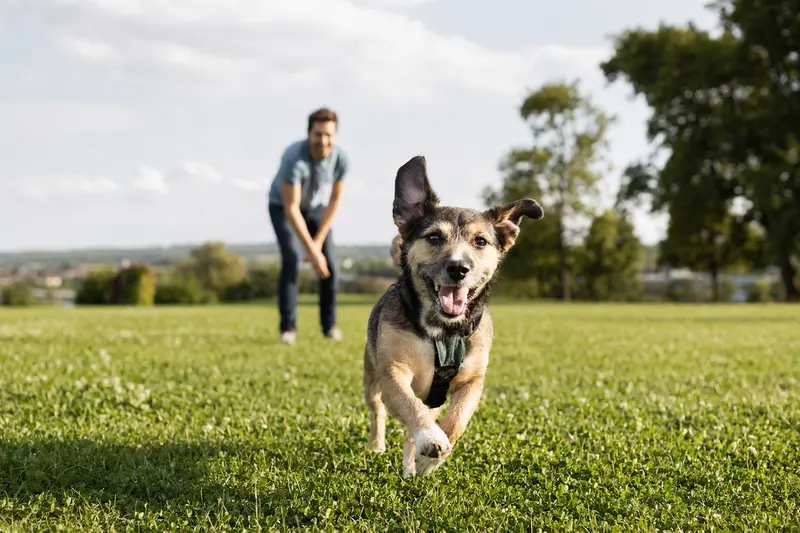 Ein vitaler Rampuree Hund läuft fröhlich über eine grüne Wiese im Park, während sein Besitzer im Hintergrund mit ihm spielt.