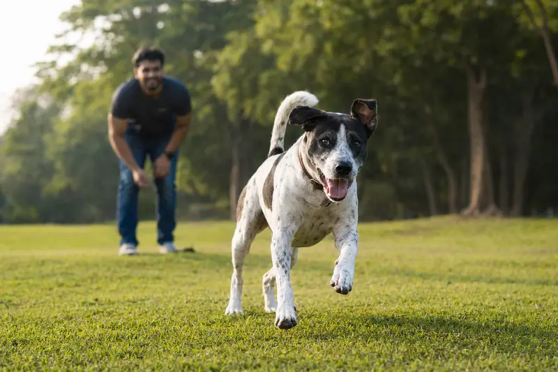 Ein vitaler Rampuri Hund läuft fröhlich über eine grüne Wiese im Park, während sein Besitzer im Hintergrund mit ihm spielt.