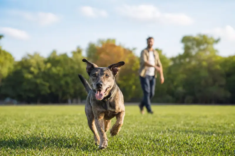 Ein vitaler Rastreador Brasileiro läuft fröhlich über eine grüne Wiese im Park, während sein Besitzer im Hintergrund mit ihm spielt.