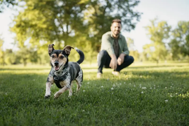 Ein vitaler Ratero Hund läuft fröhlich über eine grüne Wiese im Park, während sein Besitzer im Hintergrund mit ihm spielt.