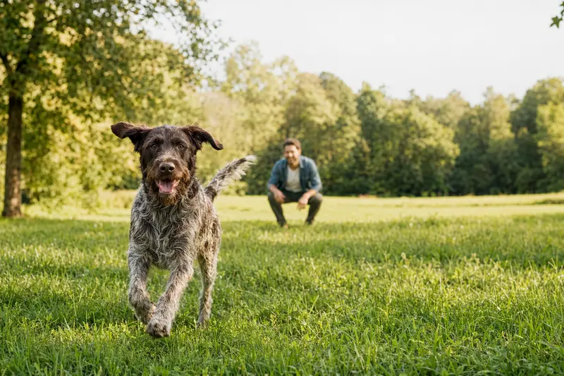 Ein vitaler Rebhuhnhund läuft fröhlich über eine grüne Wiese im Park, während sein Besitzer im Hintergrund mit ihm spielt.